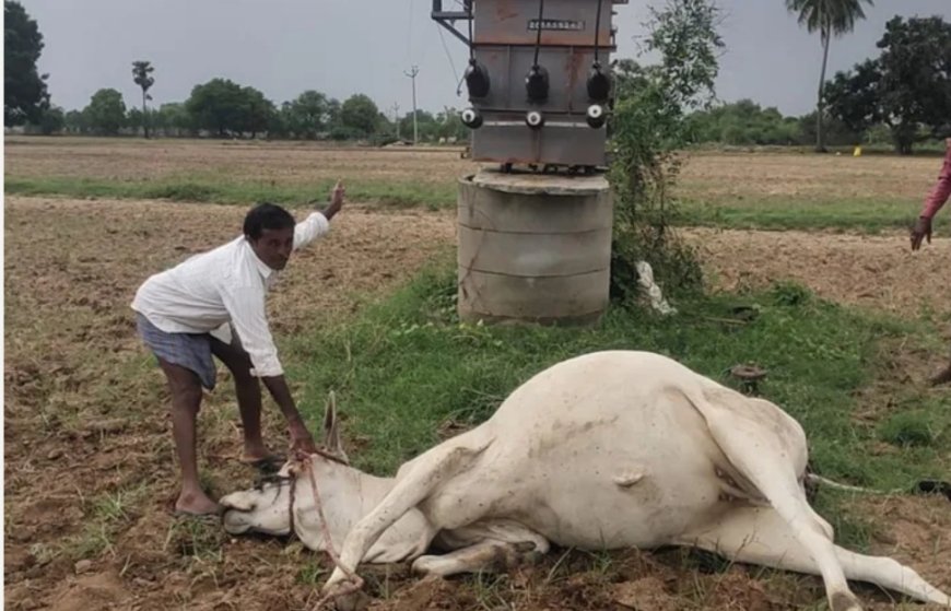 కరెంటు షాక్ తో ఆవు మృతి