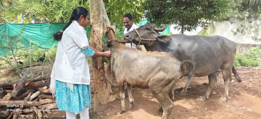 సీజనల్ వ్యాధులు రాకుండా వ్యాధి నిరోధక టీకాలు వేయించాలి