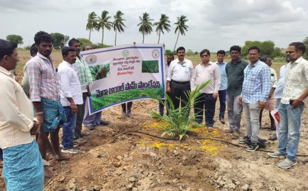 ఆయిల్ ఫామ్ సాగు రైతులకు దీర్ఘకాలికంగా స్థిర ఆదాయం అదనపు కలెక్టర్ నర్సింగ్ రావు.