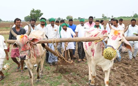 హలం పట్టి.. పొలం దున్నిన మార్కెట్ చైర్మన్ వేణారెడ్డి