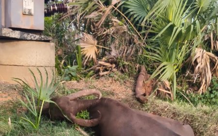 విద్యుత్ షాక్ తో గేదె మృతి