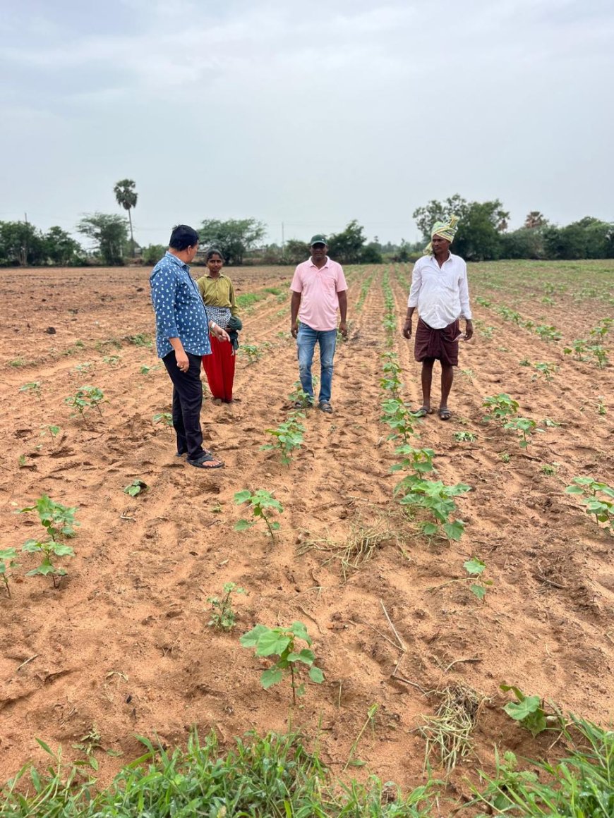 పత్తి పంటను పరిశీలించిన అధికారులు