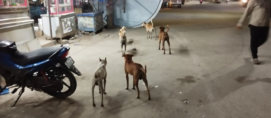 మున్సిపాలిటీలో వీధి కుక్కల స్వైర విహారం