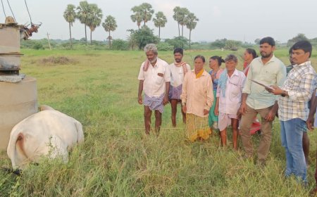 విద్యుత్ షాక్ తో కాడి ఎద్దు మృతి బోరున విలపిస్తున్న రైతు 