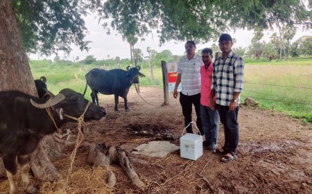 గాలి కుంటు నివారణ టీకా పశువులకు మేలు
