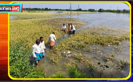 వర్షాల కారణంగా నేల పాలైన వరి ధాన్యం.. నష్టపోయిన పత్తి రైతులు