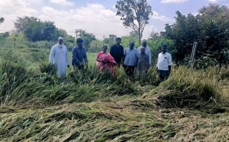 మొగిలిగిద్దలో పంట నష్టం అంచనా    రంగారెడ్డి జిల్లా వ్యవసాయ అధికారి ఉషా