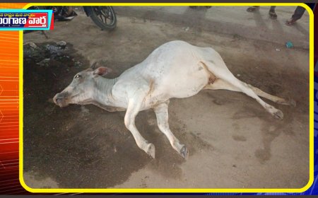 బాబా హాస్పిటల్ ముందు ఆవు మృతి  ( గోమాత)