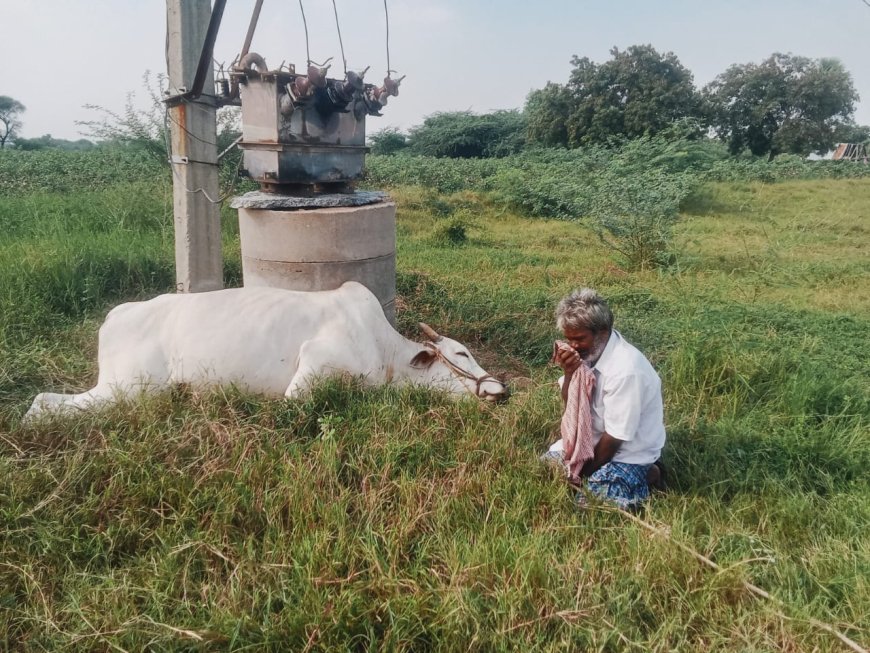 విద్యుత్ షాక్ తో కాడి ఎద్దు మృతి బోరున విలపిస్తున్న రైతు 