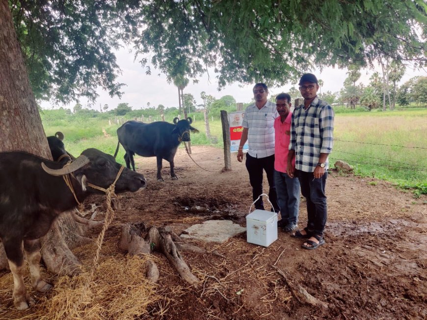 గాలి కుంటు నివారణ టీకా పశువులకు మేలు