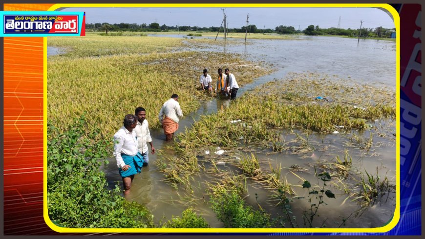 వర్షాల కారణంగా నేల పాలైన వరి ధాన్యం.. నష్టపోయిన పత్తి రైతులు