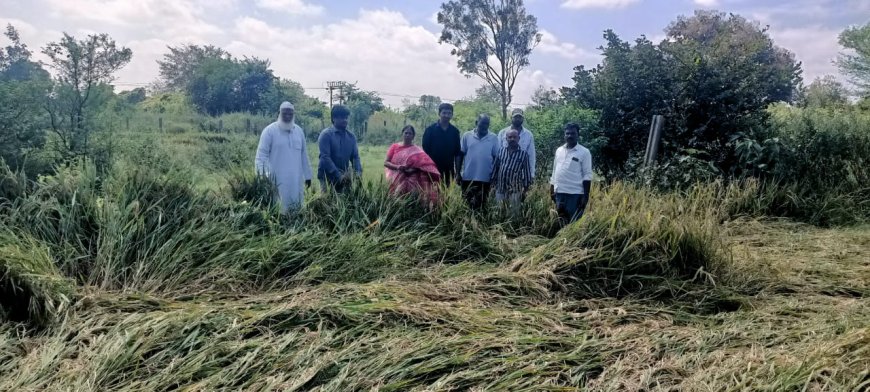 మొగిలిగిద్దలో పంట నష్టం అంచనా    రంగారెడ్డి జిల్లా వ్యవసాయ అధికారి ఉషా 