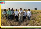 వరి పంట పొలాలను పరిశీలించిన మాజీ ఎమ్మెల్యే