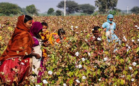 వర్షాల పాలైన పంటలు ...రైతుల కన్నీరు