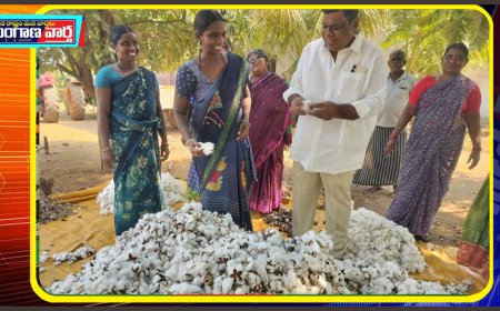 పత్తి రైతులకు పరిహారం ఇవ్వాలి. మంద శ్రీనాథ్