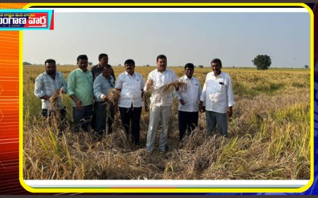 వరి పంట పొలాలను పరిశీలించిన మాజీ ఎమ్మెల్యే