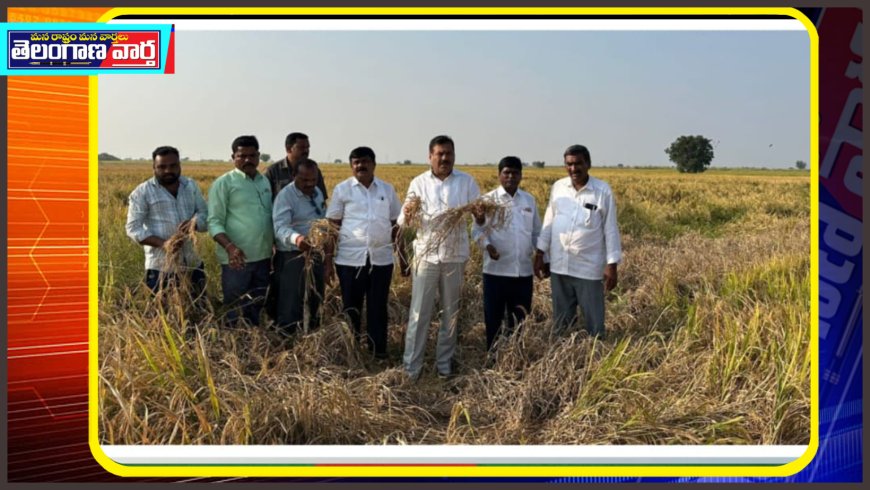 వరి పంట పొలాలను పరిశీలించిన మాజీ ఎమ్మెల్యే