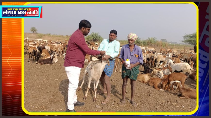 గొర్రెలు మరియు మేకలకు ఉచిత నట్టల నివారణ కార్యక్రమం