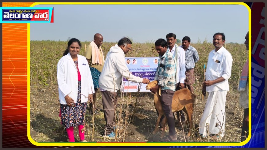 గొర్రెలు మరియు మేకలకు ఉచిత నట్టల నివారణ కార్యక్రమం