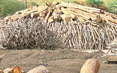 పచ్చని చెట్లు బొగ్గు పాలు...