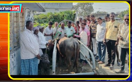 పశుగణ అభివృద్ధి శాఖ ఆధ్వర్యంలో ఉచిత శిబిరం