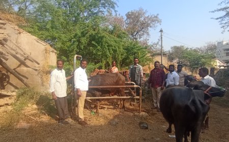 కృత్రిమ గర్భధారణ వల్ల మేలు జాతి పశువులు పొందవచ్చు
