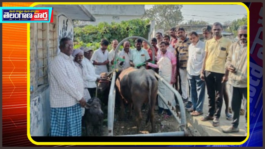 పశుగణ అభివృద్ధి శాఖ ఆధ్వర్యంలో ఉచిత శిబిరం