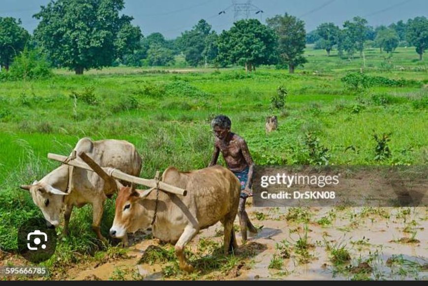 సరిపోను యూరియా అందక అన్నదాత హరిగోస
