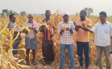 మొక్కజొన్న రైతులకు నష్టపరిహారం అందించాలి