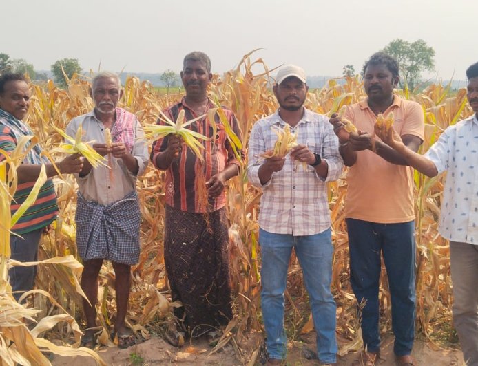 మొక్కజొన్న రైతులకు నష్టపరిహారం అందించాలి