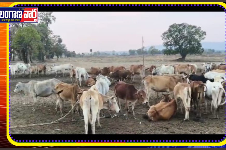 చర్ల కేంద్రంగా భారీగా అక్రమ గోవుల రవాణా: అధికారుల పాత్రపై అనుమానాలు!