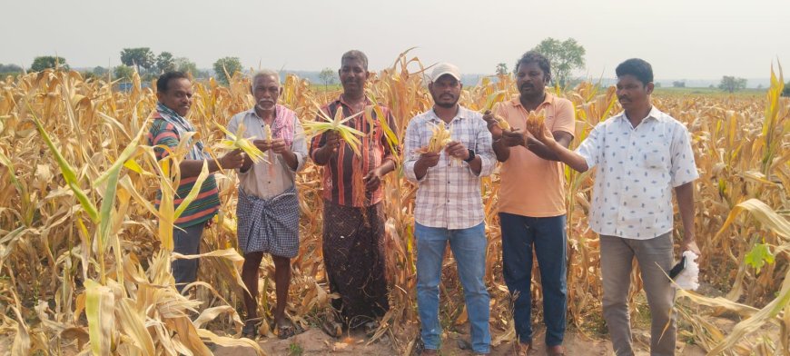 మొక్కజొన్న రైతులకు నష్టపరిహారం అందించాలి
