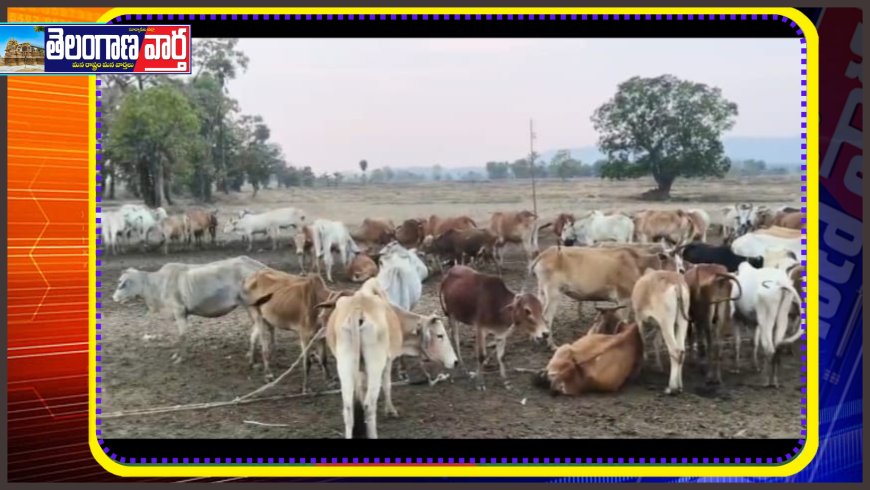 చర్ల కేంద్రంగా భారీగా అక్రమ గోవుల రవాణా: అధికారుల పాత్రపై అనుమానాలు!