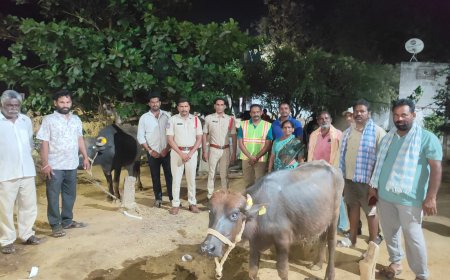 వేసవిలో పశువుల వల్ల జరిగే రోడ్డు ప్రమాదాల నివారణకు గేదల కొమ్ములకు రెడ్ రేడియం స్టికర్స్.