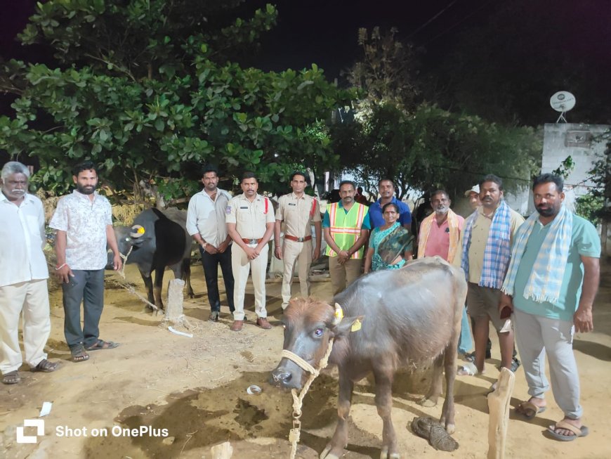 వేసవిలో పశువుల వల్ల జరిగే రోడ్డు ప్రమాదాల నివారణకు గేదల కొమ్ములకు రెడ్ రేడియం స్టికర్స్.