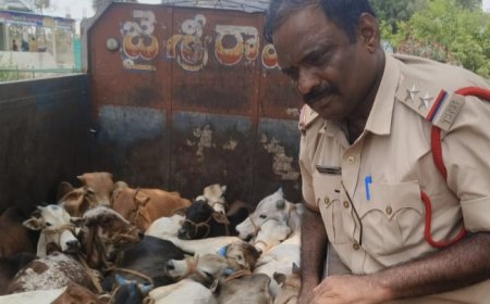 అక్రమంగా ఆవులను తరలిస్తున్న లారీ పట్టివేత