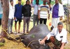 ఉరుములు, మెరుపులతో కురిసిన వర్షానికి లక్ష రూపాయల విలువైన ముర్రా గేదె మృతి