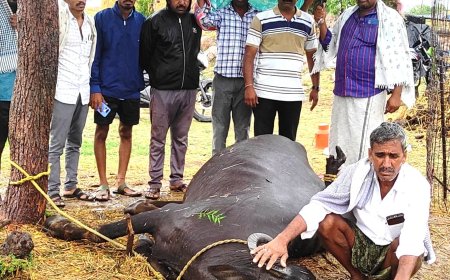 ఉరుములు, మెరుపులతో కురిసిన వర్షానికి లక్ష రూపాయల విలువైన ముర్రా గేదె మృతి