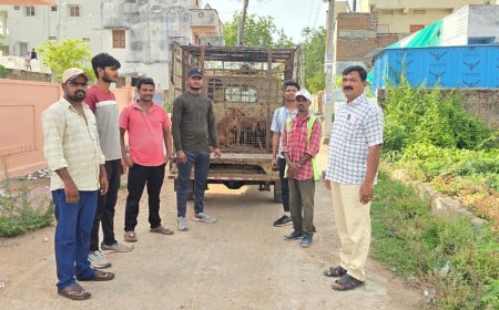 ముమ్మరంగా కొనసాగుతున్న వీధి కుక్కల తరలింపు.