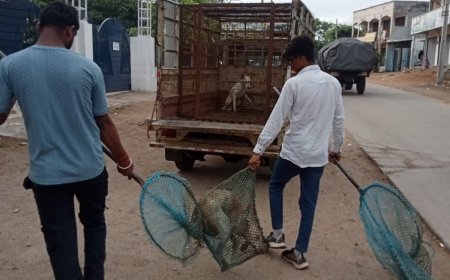 ముమ్మరంగా కొనసాగుతున్న వీధి కుక్కల తరలింపు