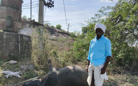 విద్యుత్ వైరు తగిలి పాలిచ్చే బర్రె మృతి..  రైతు ఆవేదన