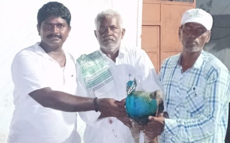 జనావాసాల్లోకి జాతీయ పక్షి నెమలి