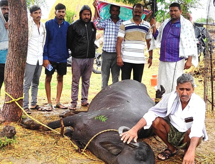 ఉరుములు, మెరుపులతో కురిసిన వర్షానికి లక్ష రూపాయల విలువైన ముర్రా గేదె మృతి