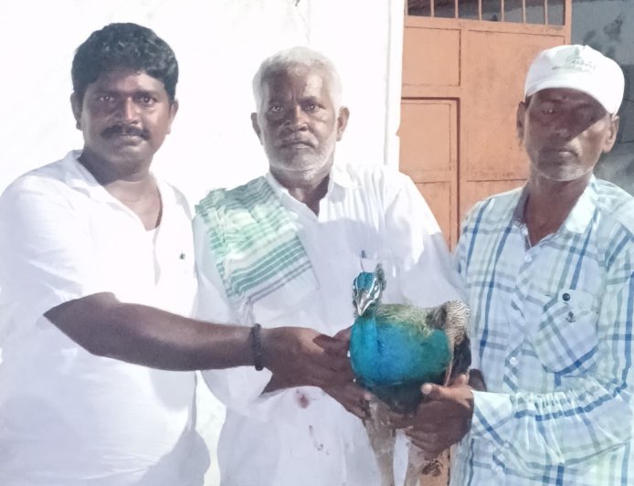 జనావాసాల్లోకి జాతీయ పక్షి నెమలి