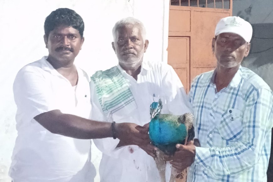 జనావాసాల్లోకి జాతీయ పక్షి నెమలి