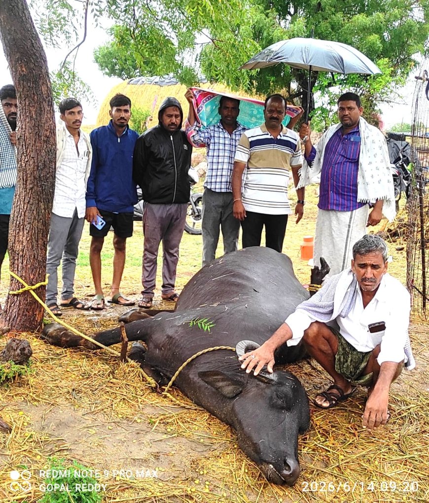 ఉరుములు, మెరుపులతో కురిసిన వర్షానికి లక్ష రూపాయల విలువైన ముర్రా గేదె మృతి
