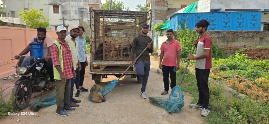 ముమ్మరంగా కొనసాగుతున్న వీధి కుక్కల తరలింపు.