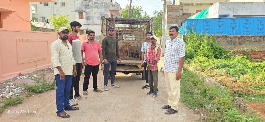 ముమ్మరంగా కొనసాగుతున్న వీధి కుక్కల తరలింపు.