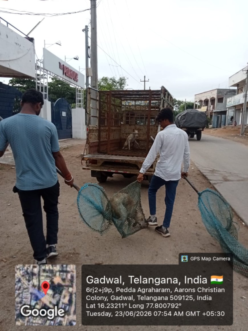 ముమ్మరంగా కొనసాగుతున్న వీధి కుక్కల తరలింపు