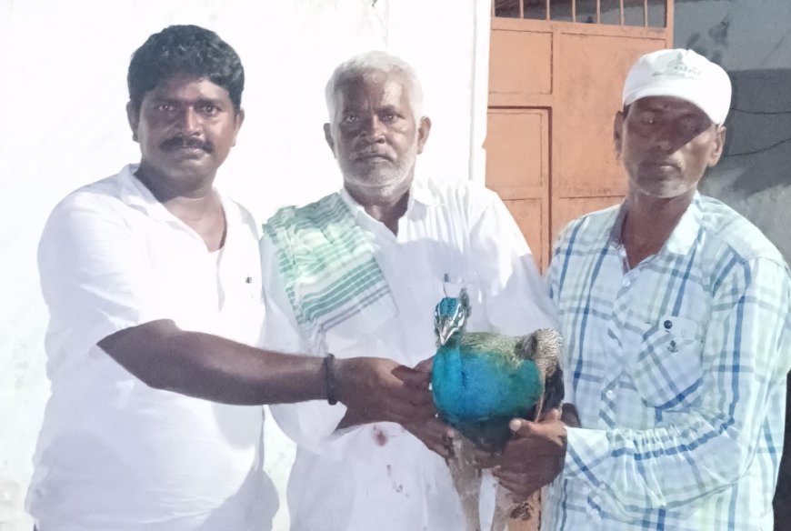 జనావాసాల్లోకి జాతీయ పక్షి నెమలి
